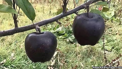 Rare black diamond apple.
