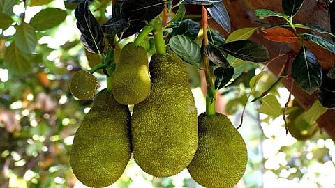 jackfruit benefits