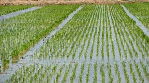 High Water Soluble Soil Nutrients: What Can Be Done to Prevent?