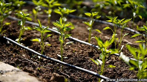 Drip irrigation.