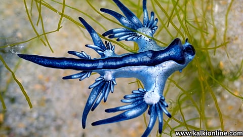 Blue Dragon.