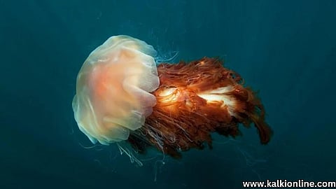 Lion Mane Jellyfish