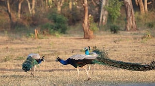 Famous Tourist and important tourist places in Tamilnadu