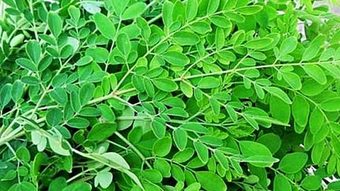 முருங்கைக்கீரை