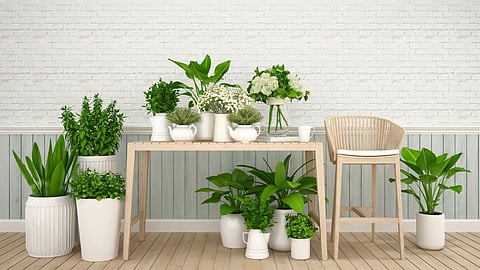 Want to decorate the house with plants? You must know these 4 things