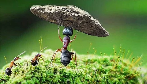 Ants teach life lessons
