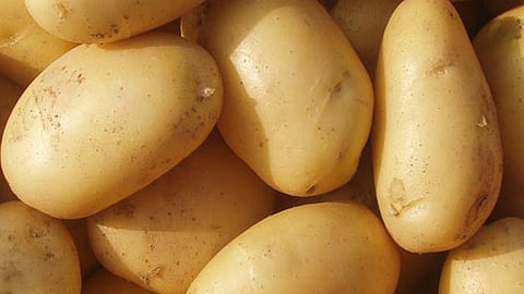 Are potatoes a dangerous food?