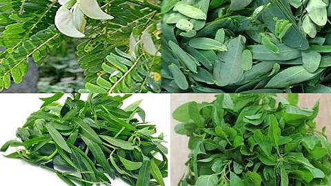 கீரைகளின் மருத்துவ குணங்கள்...