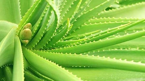Aloe vera is a remedy for Mud sore