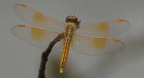 Did you know that there are no mosquitoes where there are Dragonflies?