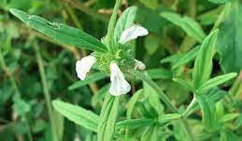 Medicinal benefits of Thumbai plant