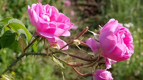 Are you a thorn? Is it a flower?