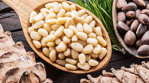 Pine nuts give health strength to the body