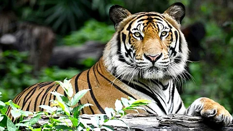 female tiger