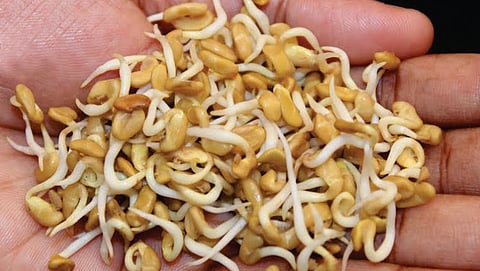 Sprouted Fenugreek