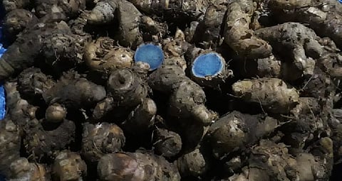 Do you know the glory of medicinal black turmeric?