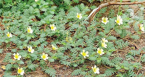 Nerunjil is a medicinal herb