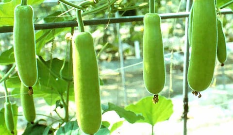 Super Benefits of Zucchini!