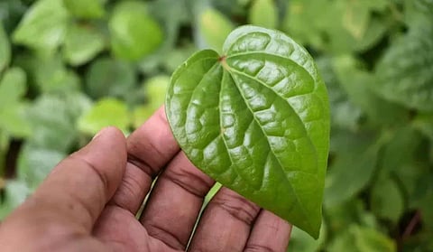 Role of betel nut in home remedies