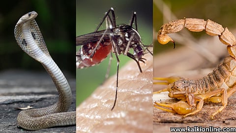 Top 5 Dangerous Creatures.