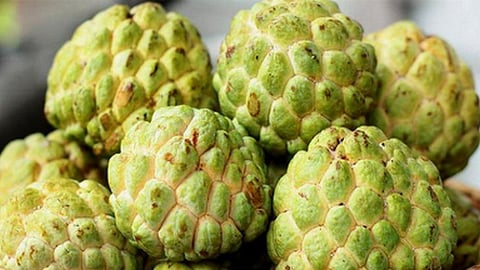 Do you know the health benefits of sita fruit which have immense benefits?