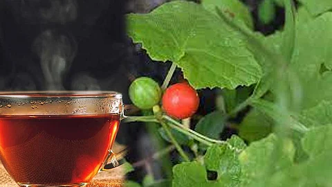 முசுமுசுக்கை தேநீர்