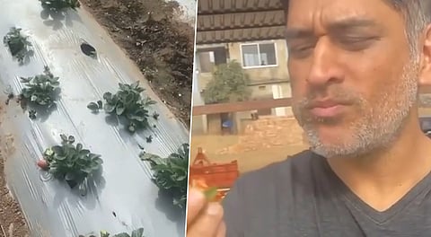 MS Dhoni is a strawberry farmer