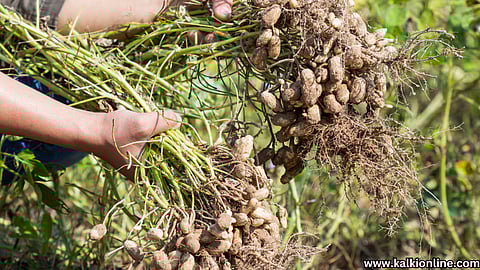 How to preserve nutrients in peanuts?