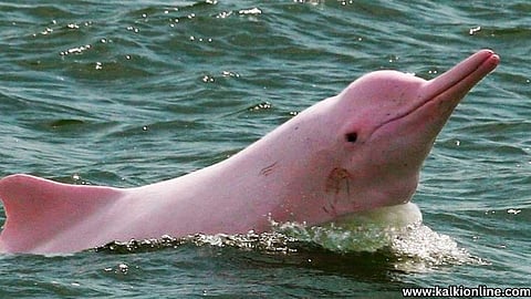 Yangtze River Dolphin.