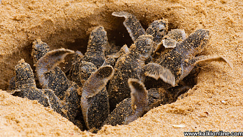 India stopped missile tests to protect turtles!