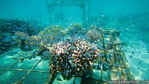 Artificial coral Reef.