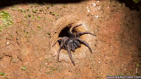 Funnel Web Spider.