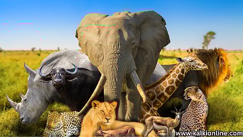 Species extinct in the next century.