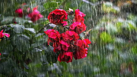 Rain image...