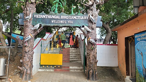 Many of the world's birds come here for breeding at Vedanthangal Sanctuary