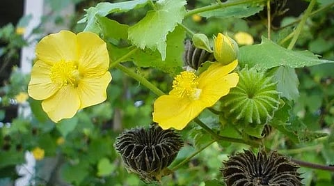 Health Benefits of Thuthi Keerai