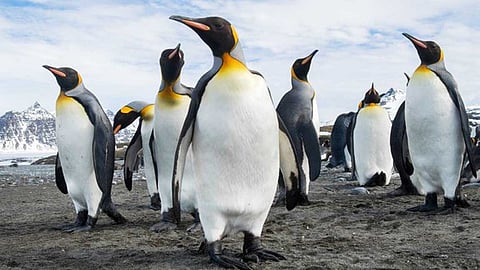 பென்குவின்