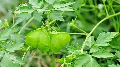 The health benefits of Mudakathan Keerai