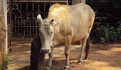 Do you know what is Aurinji Kal?