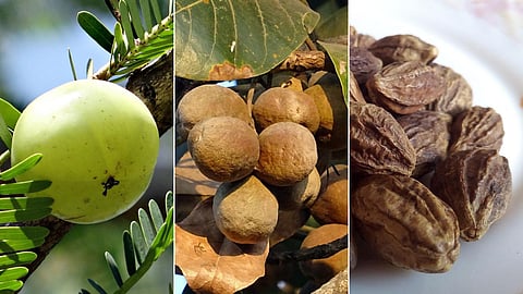 Triphala increase insulin production
