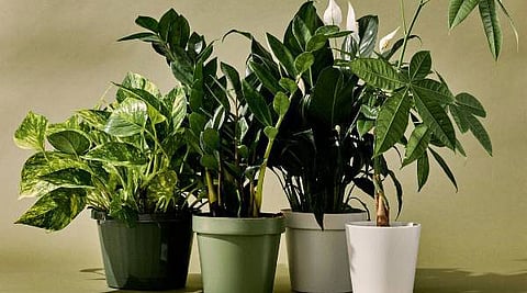 செடிகள் பேசுவது உண்மை என்றால் நம்புவீர்களா?