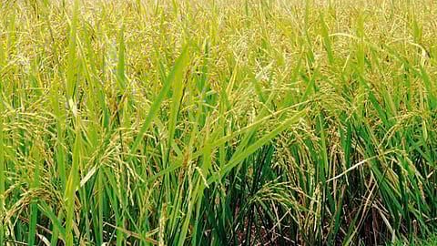 நெற்கதிர்கள்