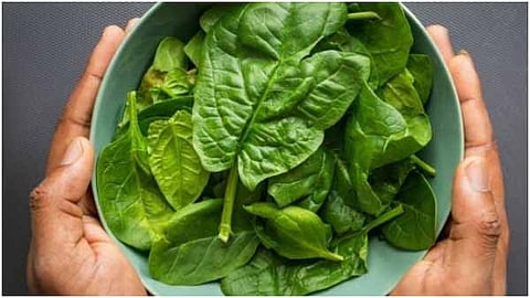 Benefits of Malabar Spinach