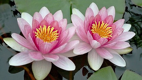 Lotus Silk