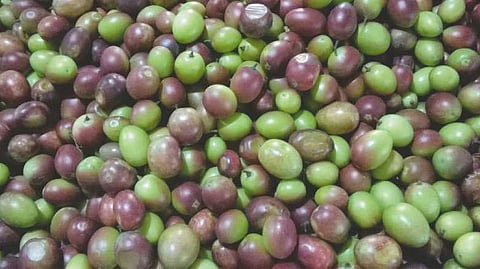 Do you know what happens to the body if you eat Kalakaai