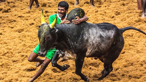In history a heroic sport of Tamils Jallikattu