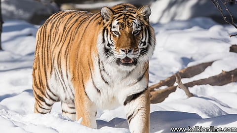 Siberian Tiger