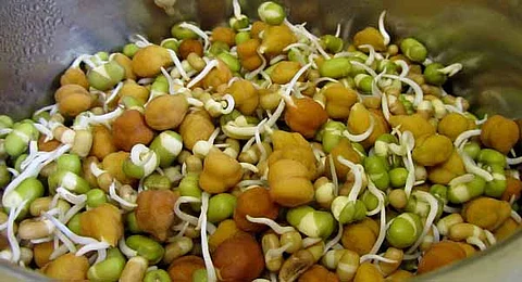 What nutrients are there in sprouted grains?