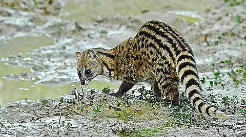 Punugu Cat and Jawadhu - What's the Connection?