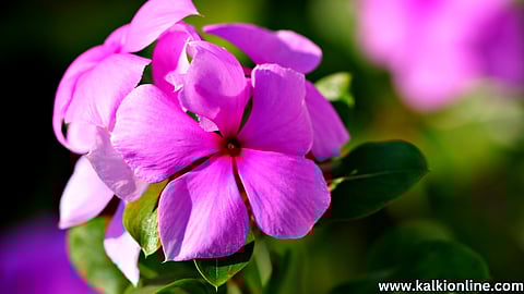 periwinkle flower